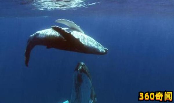 52hz的鲸鱼什么意思，世界上最孤独的鲸鱼(5)