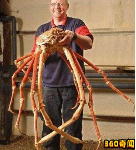 世界上最大的蟹：长达4.2米，重可达40斤(2)
