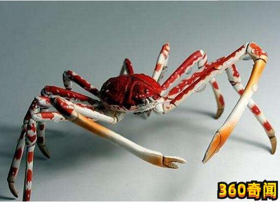 世界上最大的蟹：长达4.2米，重可达40斤(4)