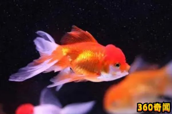 金鱼怎么分公母：繁殖期如何区分金鱼公母(3)