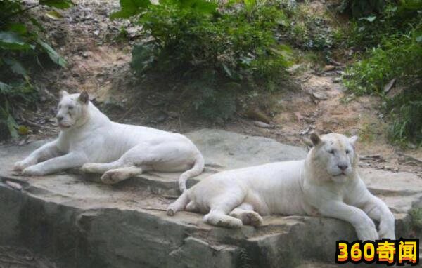 世界上最白的老虎：孟加拉虎仅有过两只(2)