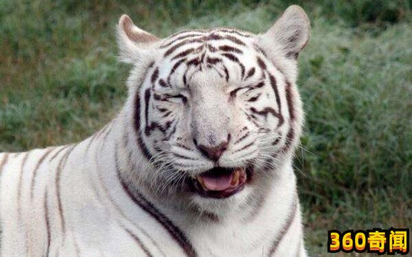 世界上最白的老虎：孟加拉虎仅有过两只(4)