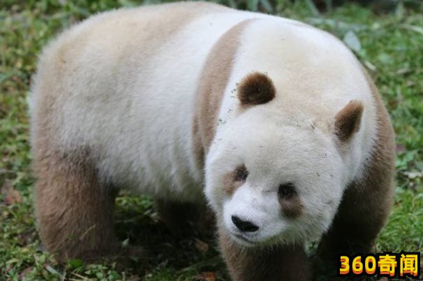 棕色大熊猫七仔在哪里，在秦岭生活近11年(1)