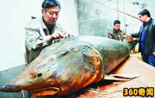 世界上最大的淡水鱼种（长可达4米多，体重逾千斤）