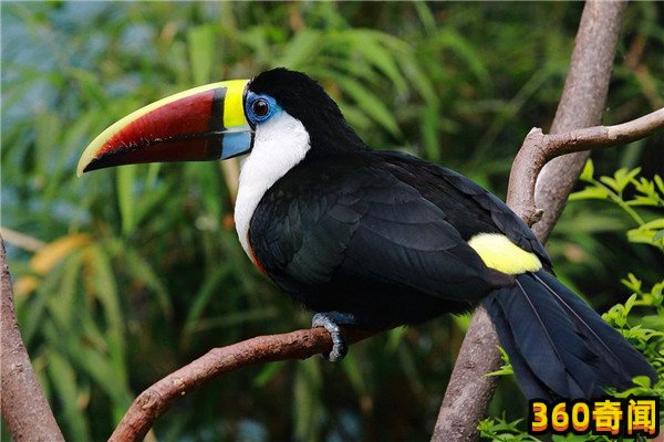 世界上嘴巴最大的鸟是什么：嘴巴向前凸了有将近30厘米(3)