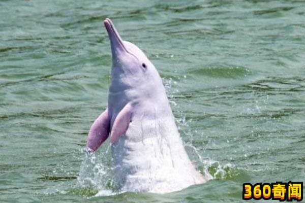 中华白海豚：中华白海豚长什么样子(4)