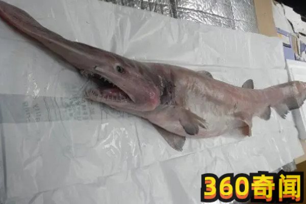 加布林鲨鱼为什么自爆，加布林鲨鱼长什么样子(3)