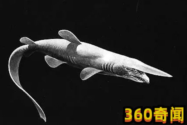 加布林鲨鱼为什么自爆，加布林鲨鱼长什么样子(4)