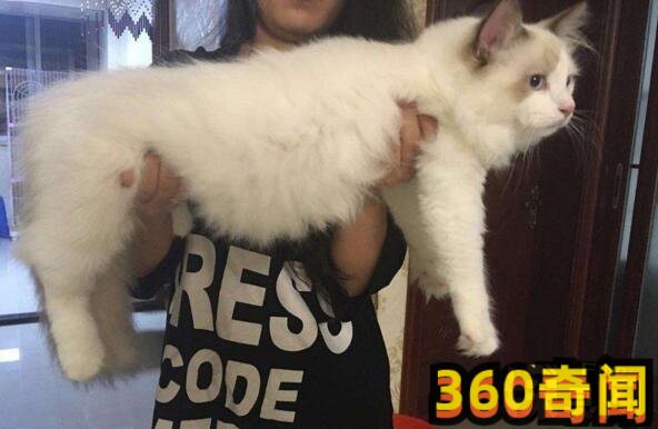 世界上最大的猫（缅因猫Samson）(10)