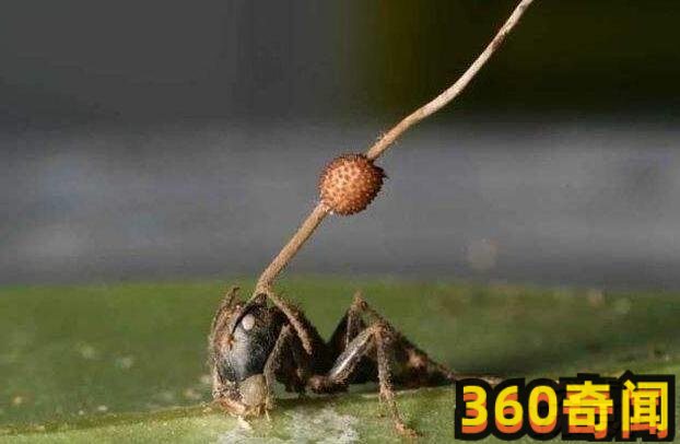 僵尸蚂蚁是真的假的：僵尸蚂蚁是否真实存在
