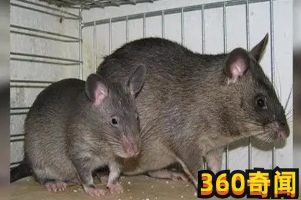 切尔诺贝利巨鼠事件（切尔诺贝利巨鼠真的存在吗）