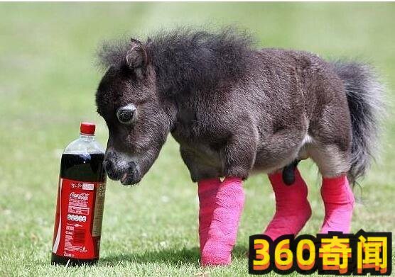 世界上最小的小马（身高只有38.1厘米，体重9.07公斤）(1)