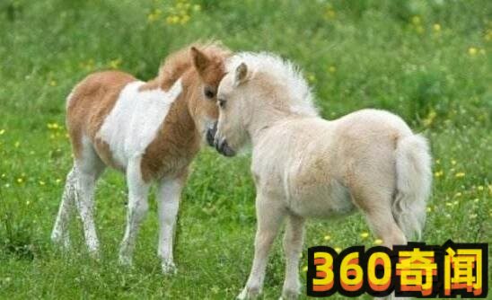 世界上最小的小马（身高只有38.1厘米，体重9.07公斤）(2)