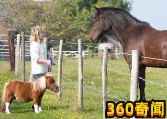 世界上最小的小马（身高只有38.1厘米，体重9.07公斤）(4)