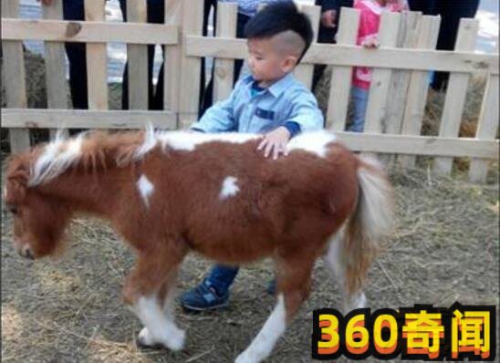 世界上最小的小马（身高只有38.1厘米，体重9.07公斤）(5)