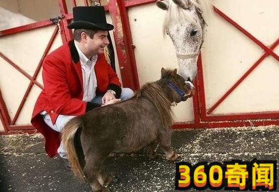世界上最小的小马（身高只有38.1厘米，体重9.07公斤）(6)