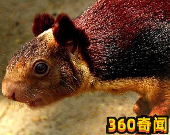 世界上最大的松鼠盘点：巨松鼠，整体加起来长度可达到一米(2)