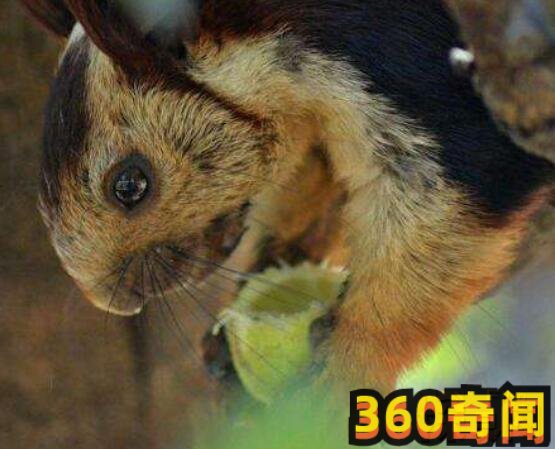 世界上最大的松鼠盘点：巨松鼠，整体加起来长度可达到一米(5)