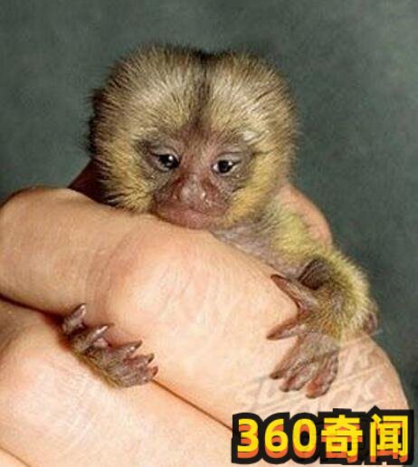 世界上最小的猴子狨猴：整个身体竟然只有12厘米(2)