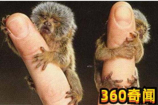 世界上最小的猴子狨猴：整个身体竟然只有12厘米(4)