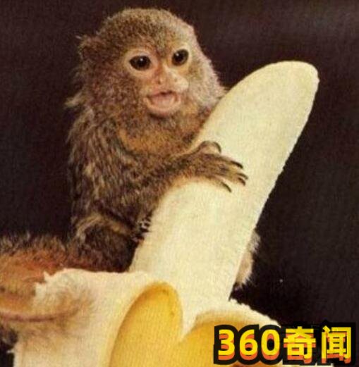 世界上最小的猴子狨猴：整个身体竟然只有12厘米(5)
