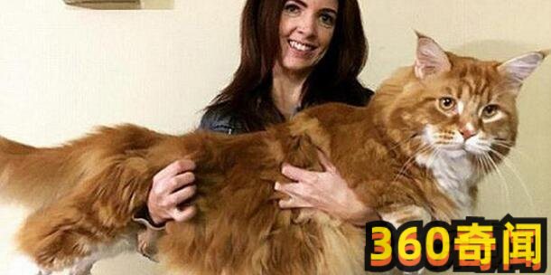 世界上最大的猫（缅因猫Samson）(8)