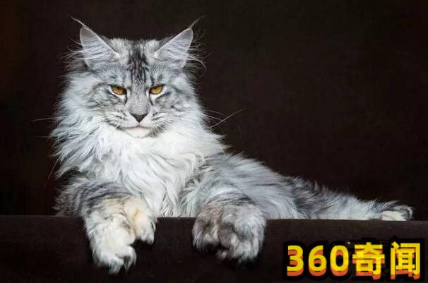世界上最大的猫（缅因猫Samson）(9)