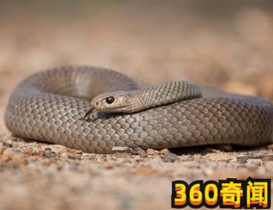 世界最毒毒蛇排行：全球最毒的十大毒蛇排行榜(2)