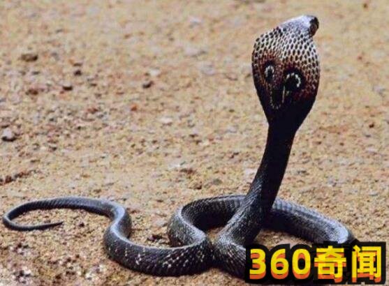 世界最毒毒蛇排行：全球最毒的十大毒蛇排行榜(5)